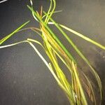 Vallisneria spiralis Likasa
