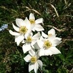 Anemonastrum narcissiflorum Квітка