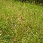 Nassella neesiana 其他