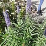 Echium candicans 葉