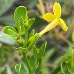 Jasminum fruticans Hoja