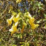 Cantua buxifolia Flor