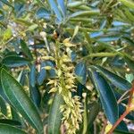 Cunonia capensis Flor