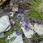 Linaria alpina आदत