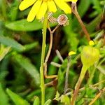 Senecio madagascariensis Flor