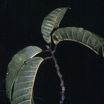 Maquira sclerophylla Levél