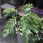 Phyllanthus niruri 形態