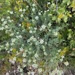 Dorycnium pentaphyllum Blomst