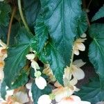 Begonia pendula List