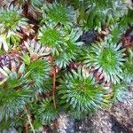 Saxifraga hypnoides List