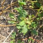 Rumex roseus Hoja