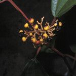 Miconia punctata Ffrwyth