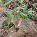 Correa reflexa Flower