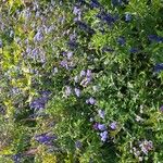 Salvia farinaceaКветка