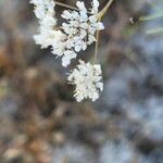 Pimpinella barbata फूल