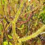 Drosera binata Frunză