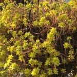 Sedum greggii Flor