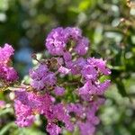 Lagerstroemia speciosa Blomst