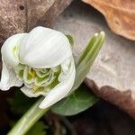 Galanthus nivalis Blomma
