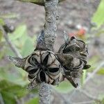 Xanthostemon multiflorus Fruit