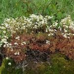 Saxifraga fragosoi Yeri