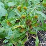 Bidens radiata फूल