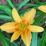 Hemerocallis minor Flors
