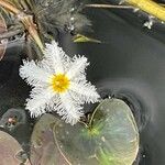 Nymphoides indica 花