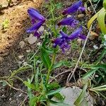 Penstemon strictus 整株植物