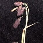 Carex atrofusca Кветка