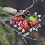 Xylopia katangensis Fruto