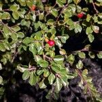 Cotoneaster horizontalisOvoce