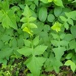 Lactuca floridana Levél