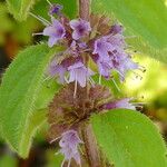 Mentha arvensis 花