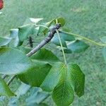 Sterculia apetala ᱥᱟᱠᱟᱢ