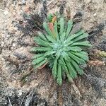 Plantago coronopus Blad