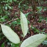 Annona foetida Hoja
