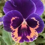 Viola × wittrockiana Flower