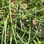 Dianthus sylvestris Leht