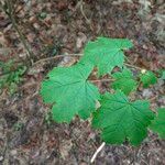 Acer platanoides Yaprak
