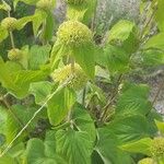 Phlomis fruticosaFlower