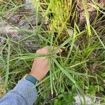 Cyperus aromaticus Folha