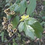 Rhus aromatica Fuelha