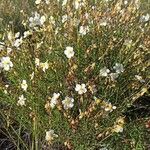 Helianthemum almeriense Leaf