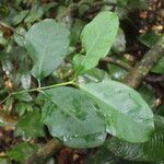 Garcinia preussii Leaf