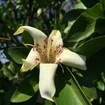 Rothmannia capensis Квітка