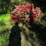 Rhododendron neriiflorum عادت داشتن