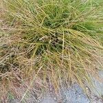 Carex divulsa Hoja