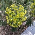 Euphorbia × martini 花