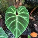 Philodendron verrucosum Blad